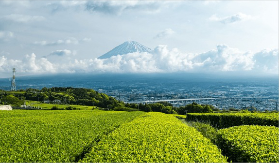 中部・東海・北陸エリア